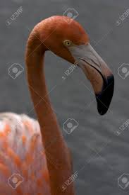 £18.00m * may 20, 1997 in rio de janeiro, brazil Rosa Flamengo Whit Gelbes Auge In Republica Dominicana In Grau Lizenzfreie Fotos Bilder Und Stock Fotografie Image 19102079