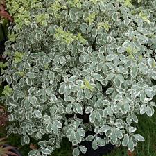 A variegated leaf is one that features at least one other color besides green. Variegated Pittosporum Pittosporum Tenuifolium Variegated Pittosporum Shrubs