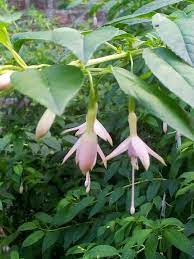 Fuschias Flowers Photography Ferns Garden Fuchsia