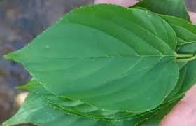 Image result for Gouania