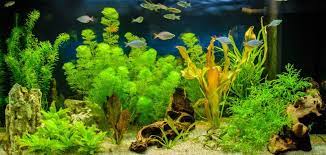 Sedangkan tanaman tanamn aquascape juga banyak jenisnya mulai dari java moss dan lain sebagainya. 19 Jenis Tanaman Aquascape Refrensi Tanaman Tarlengkap Gambar