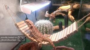 Homemade Bridge Bearded Dragon Org Bearded Dragon Habitat Diy Beard Bearded Dragon Terrarium Diy