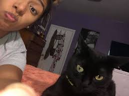 Lost grey female cat with green eyes in Vermont