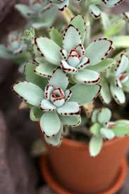 Nome Cientifico Kalanchoe Tomentosa Nomes Populares Orelha De Gato Planta Panda Familia Crassulacea Suculentas Cactos E Suculentas Como Cultivar Suculentas