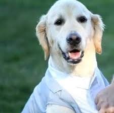 نمایه ‏‎Pancake the Golden‎‏‎