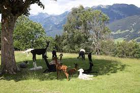 Sets out at 10:00 a.m., lunch included! Lama Und Alpaka Begegnungen Am Klausnerhof Schladming Dachstein
