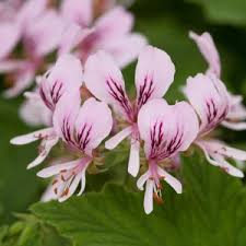 Image result for Pelargonium apetalum