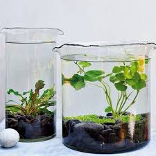 Shane powers survivor panama audition tape. Indoor Garden Collection Shane Powers For West Elm Plantas En Agua Plantas Acuaticas Para Peceras Plantas Para Terrario