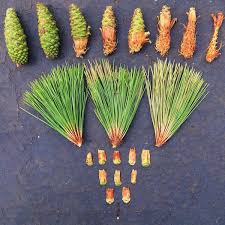 Do squirrels eat pine cone. Pine Cone Mandala And Forest Squirrels