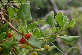 Image result for Tetragonia spicata