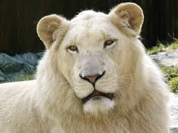 Loss of good name, loss of finances and loss of relationships. Leucism Wikipedia