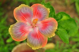 Image result for Dasylepis eggelingii