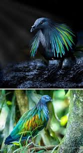34 Of The World S Most Beautiful Types Of Pigeons In 2020 Nicobar Pigeon Pigeon Types Of Pigeons