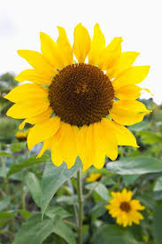 Maybe you would like to learn more about one of these? 50 Pictures Of State Flowers Us State Flowers List