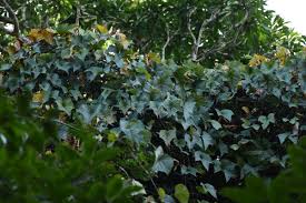 Image result for Ampelocissus multistriata