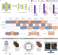 Real-time denoising enables high-sensitivity fluorescence time-lapse  imaging beyond the shot-noise limit | Nature Biotechnology