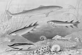 This method of feeding requires very littler effort other than opening the mouth and cruising near the surface of the water. Evolution Of Fish Wikipedia
