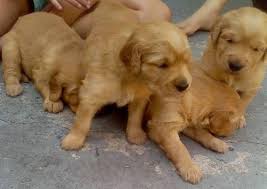 Maybe you would like to learn more about one of these? Golden Retriever Puppies For Sale In Jupiter Florida Classified Americanlisted Com