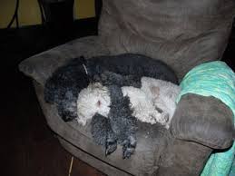 Puppyfinder.com is your source for finding an ideal poodle (standard) puppy for sale in california, usa area. Newfoundland Poodles Mix Newfy Poo For Sale In Michigan
