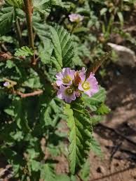 Image result for Melochia corchorifolia