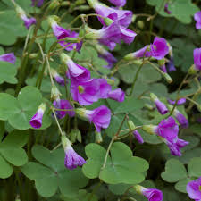 Image result for Oxalis purpurascens