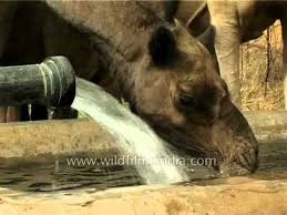 Set up a proportion of gallons of water over minutes where g is the number of gallons the camel can drink in 14 minutes: Herd Of Camels Drinking Water Youtube