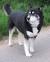 Akita Americano