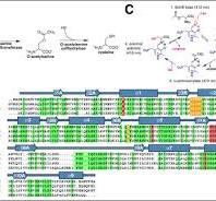 Molecular Basis of Cysteine Biosynthesis in Plants ...