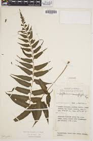 Image result for Asplenium buettneri