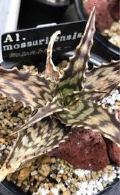 Image result for Aloe mossurilensis