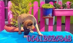 Malinois Irk Ozellikleri Malinois Belcika Malinois Belcika