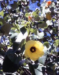 Image result for Hibiscus calyphyllus