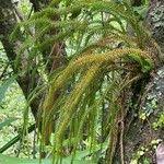 Image result for Huperzia gnidioides