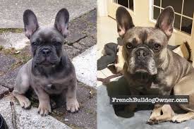 Noa uk breed survey report on 71 dog deaths put the average lifespan of french bulldogs at 8 to 10 years, while the uk breed club suggests an average of 12 to 14 years. French Bulldog Runt Of The Litter Puppy Guide For Buyers