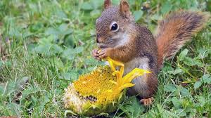 Maybe you would like to learn more about one of these? How To Keep Squirrels Away From Sunflower Plants Squirrel Enthusiast