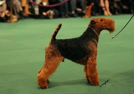 Enter your email address to receive alerts when we have new listings available for tibetan terrier puppies sale. Pin On Dog Breeds