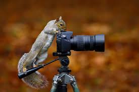 Download the perfect camera pictures. Wallpaper Funny Squirrels Camera Wild Grey Squirrel Photographer