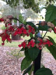 Image result for Clerodendrum