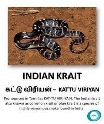 Indian Krait Indian Cobra Indian Animals Species