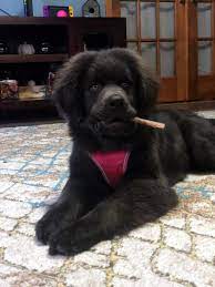 Find free puppies near me, adopt a puppy, buy puppies direct from kennel breeders and puppy owners in niue. Newfoundland Dog Puppies For Sale Cicero Ny 323466