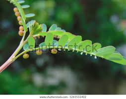 Image result for Phyllanthus mendesii