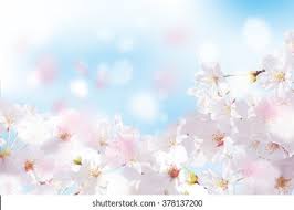 Spring white background rose desktop backgrounds love background flower background white flower field bouquet floral background hd wallpaper. Spring Background Hd Wallpaper Download