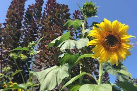 Je sonniger der standort, umso reicher ist die blütenfülle. Sonnenblumen Saen Oder Pflanzen So Funktioniert S