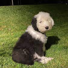 Tumblr In 2020 Old English Sheepdog Fluffy Puppies Old English Sheepdog Puppy