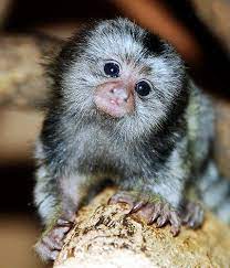 Pygmy Marmoset Monkeys For Sale Baby Pygmy Marmoset Monkeys For Sale Malaysia Marmoset Monkey Pet Monkey Cute Baby Animals