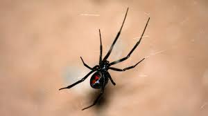 I've had a black widow in a jar for about a month now. Man Uses Blowtorch To Kill Black Widow Spiders Sets Home On Fire Firefighters Say Fox23 News