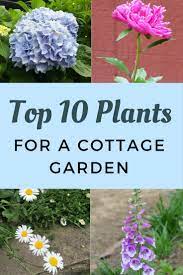 Buying cottage garden plants is a worthy investment for any gardener; Top 10 Plants For A Cottage Garden Gardening Know How S Blog