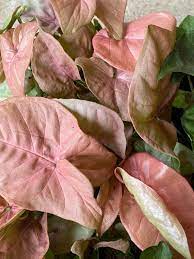 Neon Robusta Pink Syngonium Podophyllumbold Etsy Arrowhead Plant Plants Plant Aesthetic