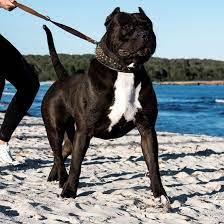 Meet the american bully xxl the biggest bully in terms of size among its fellow dogs of the expect an american bully xxl to have these basic physical traits: Xxl American Bully Zorro American Bully Hunde American