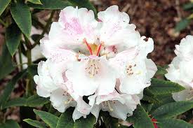Rozanecznik Williamsa Gartendirektor Rieger Rhododendron Williamsianum Sprawdz Ceny Sadzonki W Krzewyozdobne Net In 2020 Plants Flowers Rose
